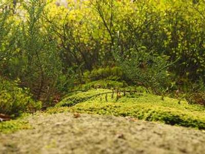 Langston Hughes: Novelist, Poet, Activist and… Translator