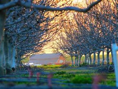 DNA reveals two new bass species hidden in plain sight