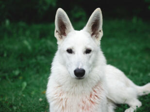 Christopher Rodriguez