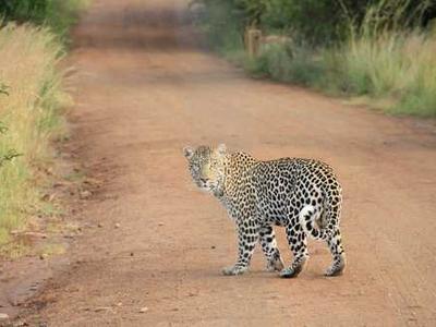 Scientists discover a hidden system that turns brown fat into a calorie burner